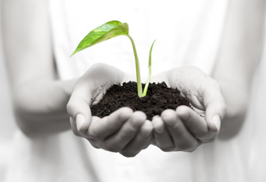 Hands holding a seedling